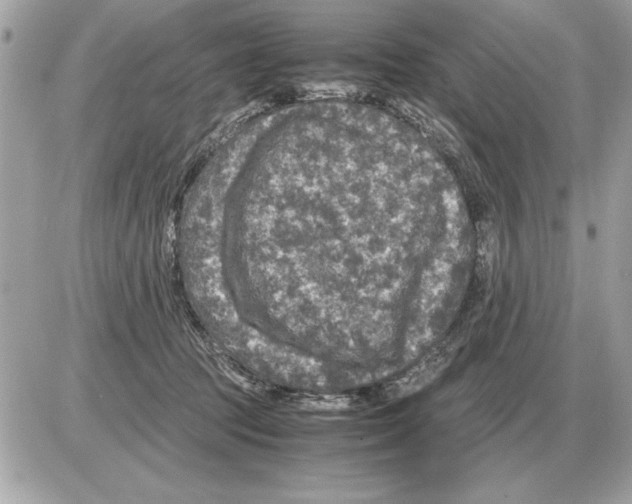 X0000085270369200704092146