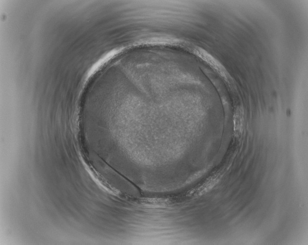 X0000085270436200704092144