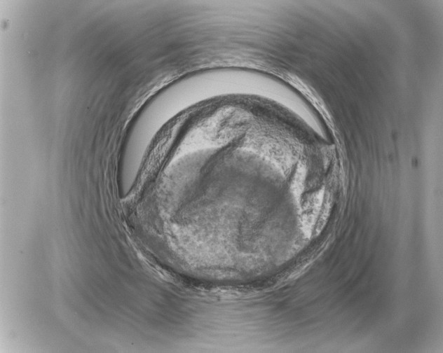 X0000085270481200704092144