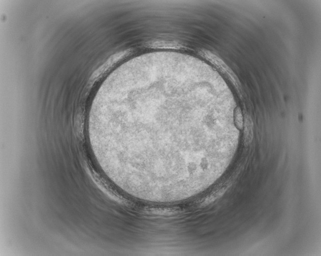 X0000085270533200704092142