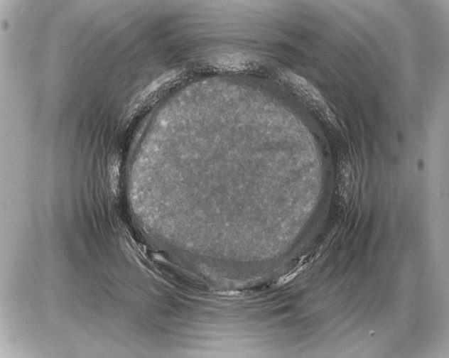 X0000085270596200704092142