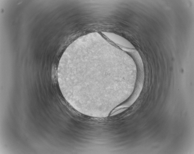 X0000085270624200704092141