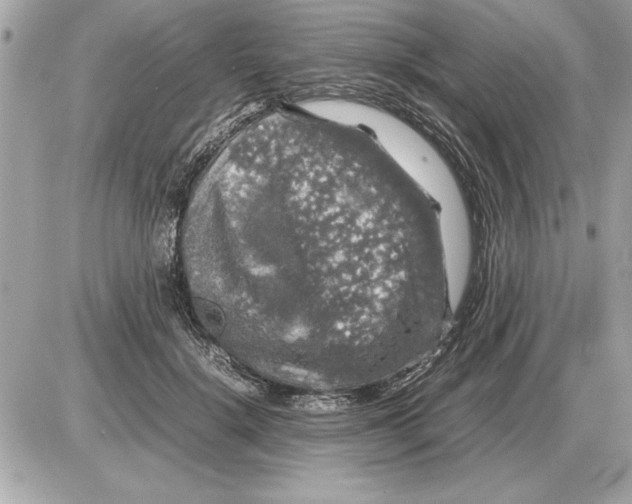 X0000085270652200704092141