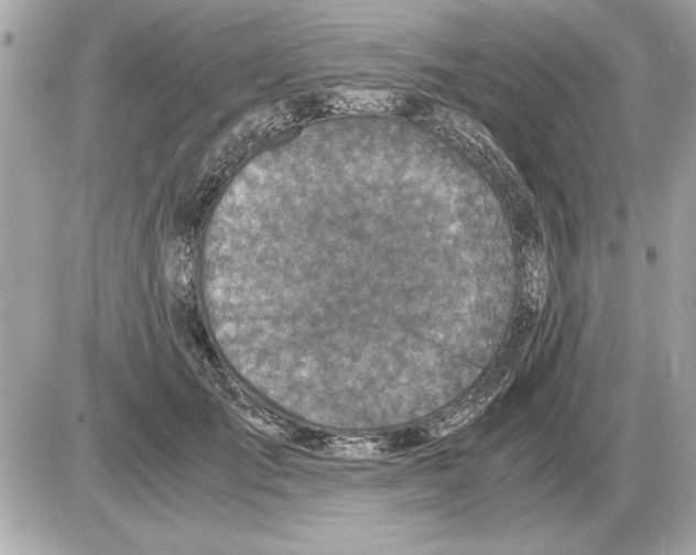 X0000085270701200704092140