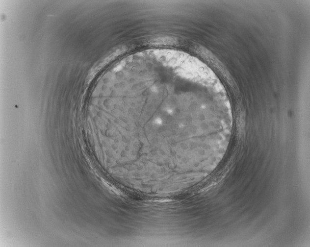 X0000085270721200704092139