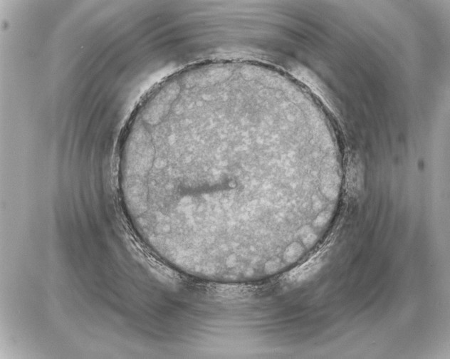 X0000085270832200704092138