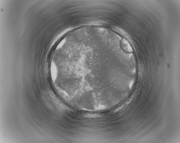 X0000085270835200704092138