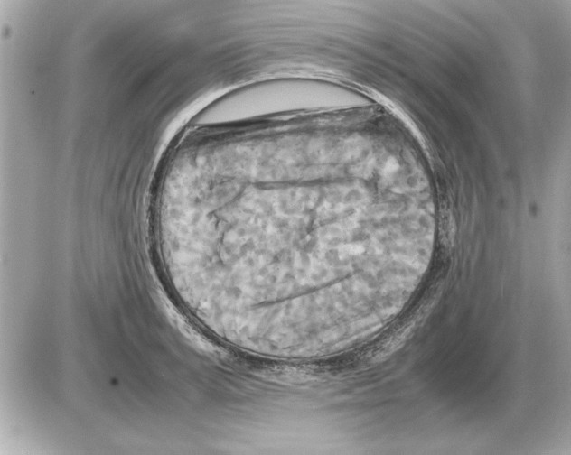 X0000085270995200704092135