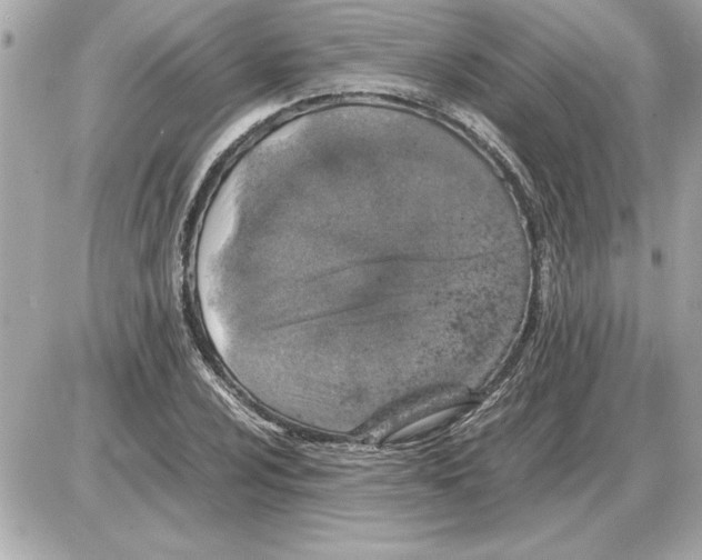 X0000085271024200704092134