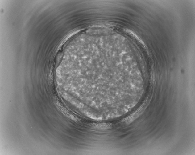 X0000085271025200704092134