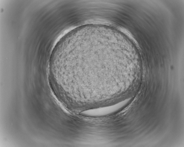 X0000085271040200704092135