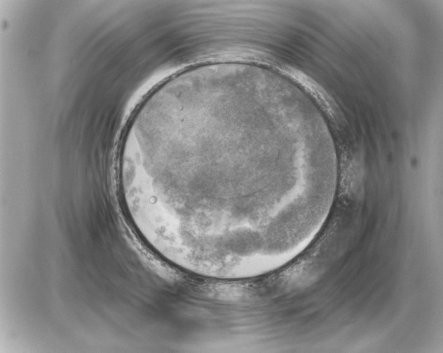 X0000085271086200704092134