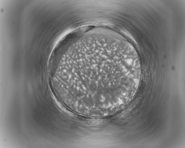 X0000085271087200704092134