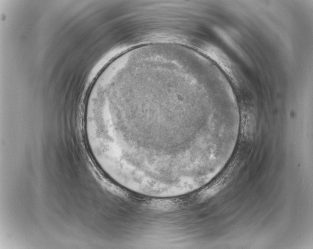 X0000085271094200704092134