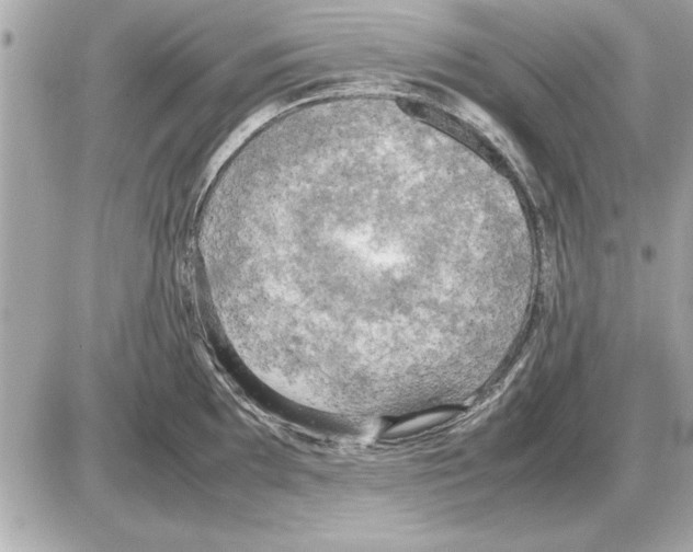 X0000085271097200704092134