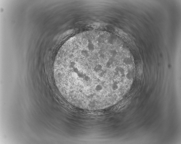 X0000085271105200704092133