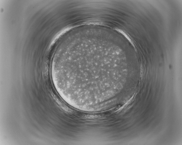 X0000085271115200704092133