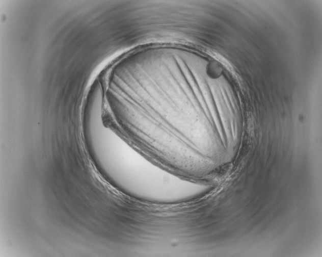 X0000085271120200704092133