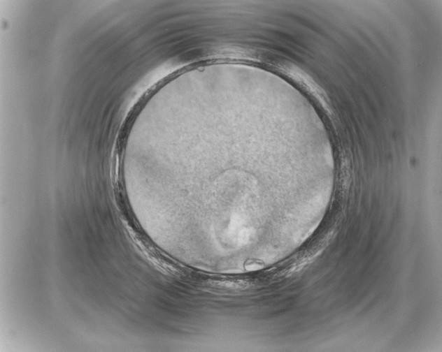 X0000085271125200704092133