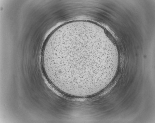 X0000085271134200704092133