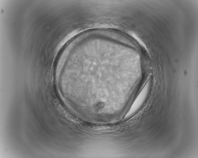 X0000085271173200704092132