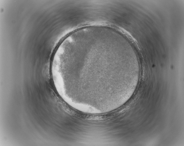 X0000085271174200704092132