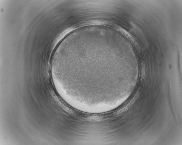 X0000085271178200704092132