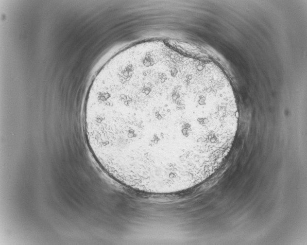 X0000085271199200704092132