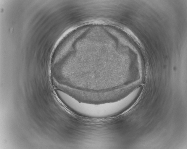 X0000085271232200704092132