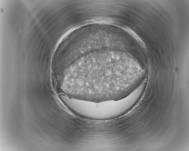 X0000085271240200704092132