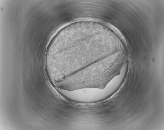 X0000085271244200704092132