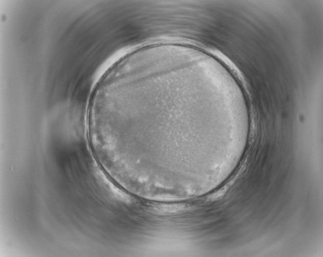 X0000085271294200704092130