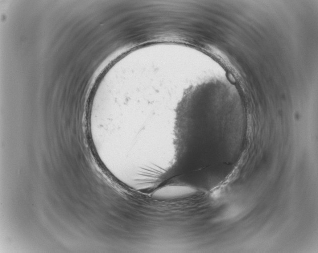 X0000085271331200704092130