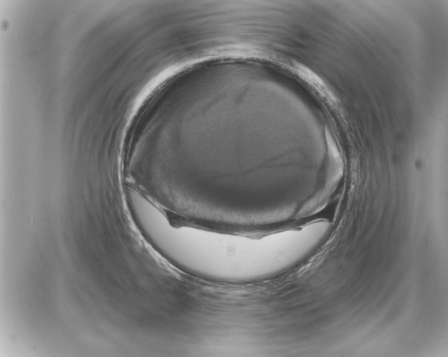 X0000085271334200704092130