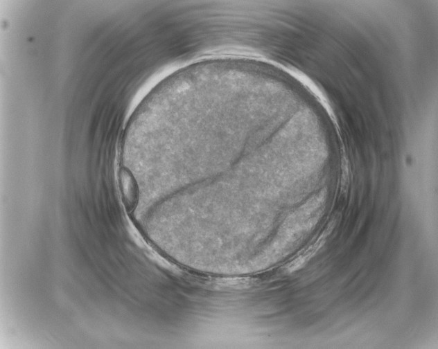 X0000085271390200704092129