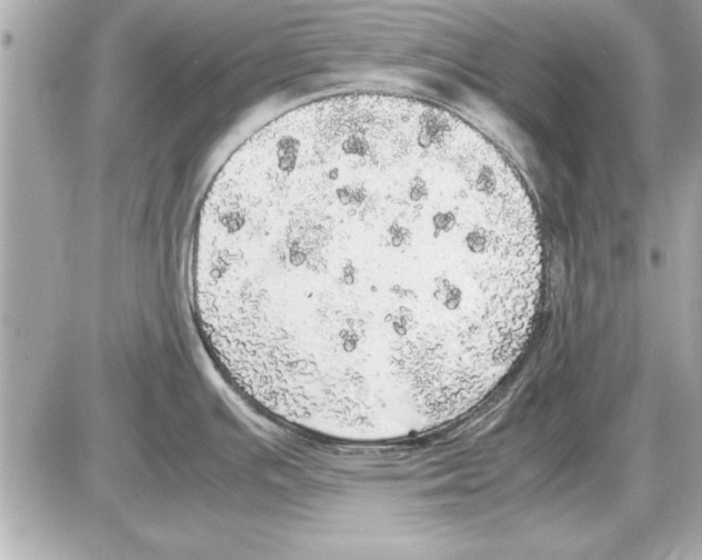 X0000085271391200704092129