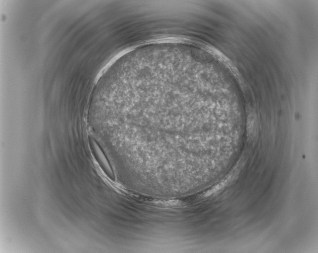 X0000085271417200704092128