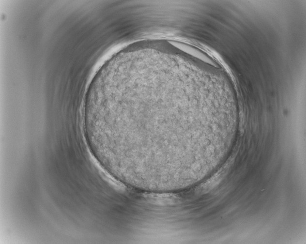 X0000085271432200704092129