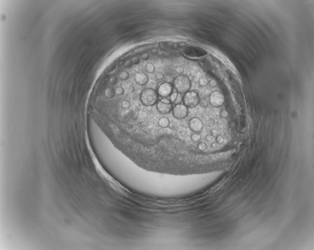 X0000085271439200704092129