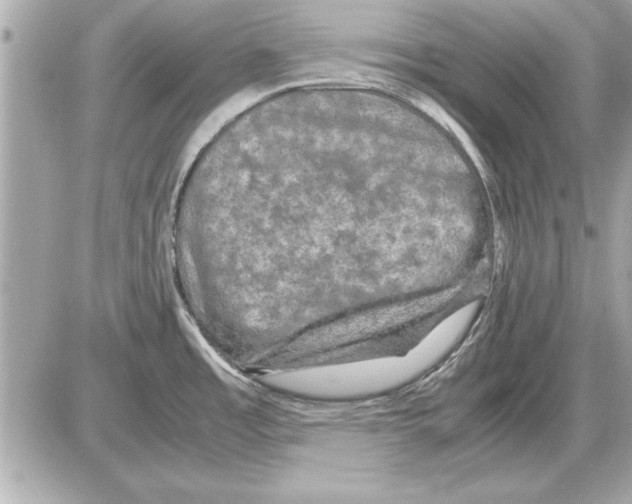 X0000085271485200704092127