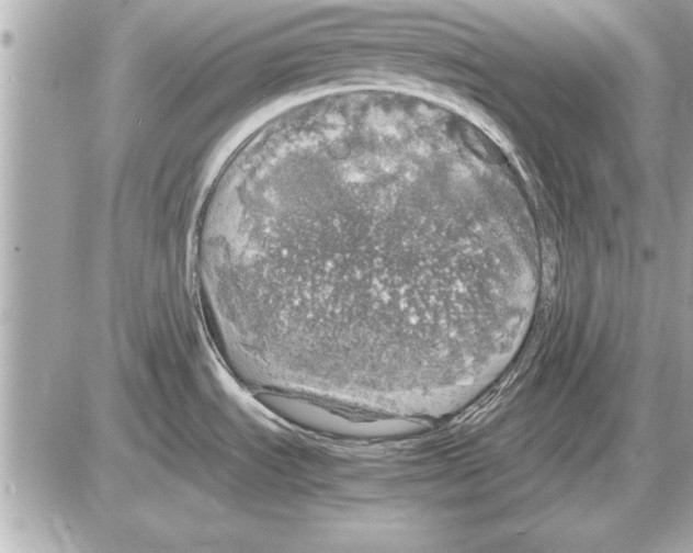 X0000085271535200704092127