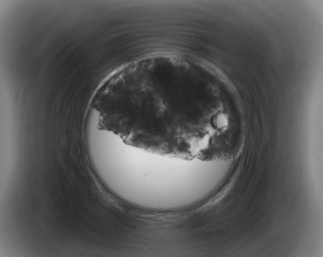 X0000085281121200703090930