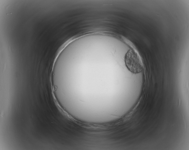 X0000085281338200703090928