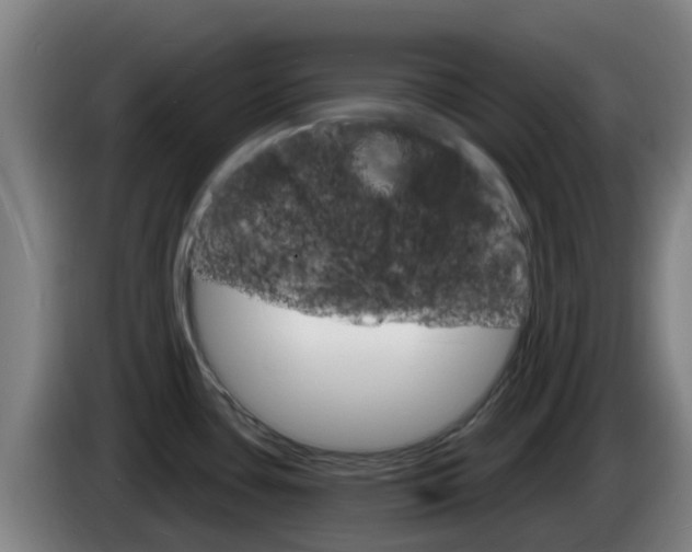 X0000085281435200703090927