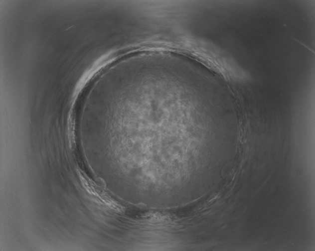 X0000085280343200703161429