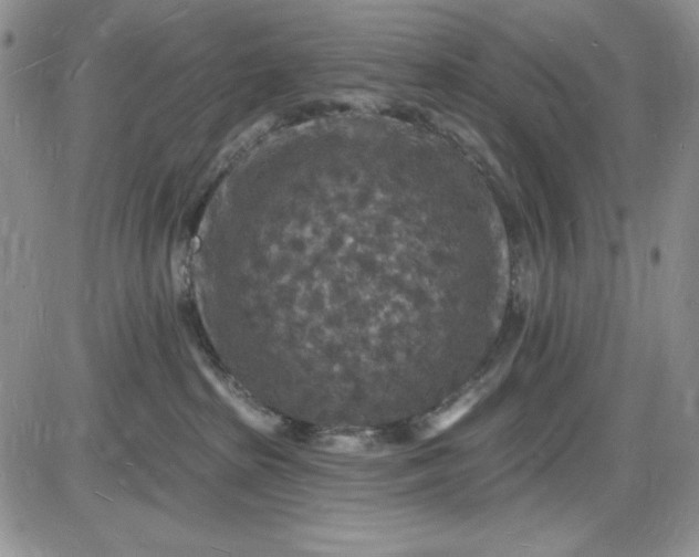X0000085280285200703231815