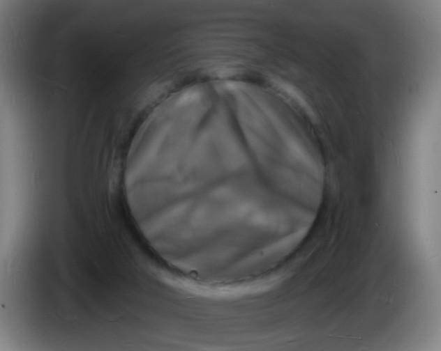 X0000085280018200703301926