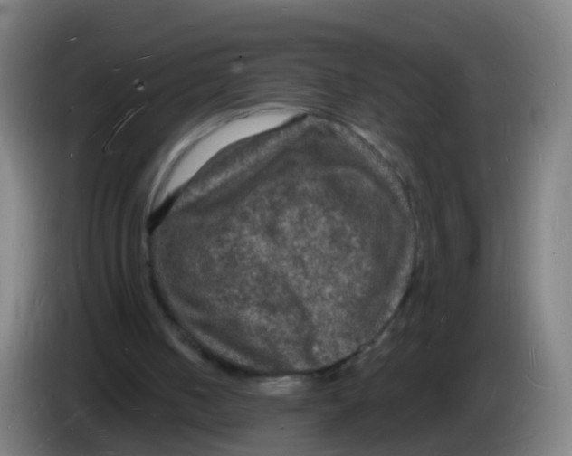 X0000085280050200703301925