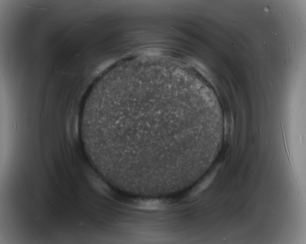 X0000085280301200703301922