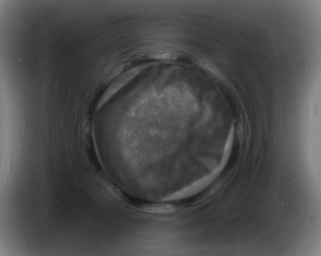 X0000085280322200703301921